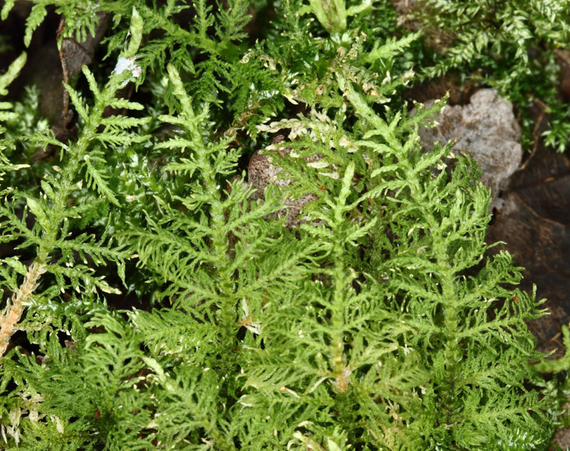 Thuidium delicatulum